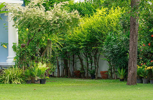 landscaping-unlimited-privacy-trees Lush backyard with newly planted privacy trees and ornamental shrubs, showcasing tree installation services in Monroe, CT
