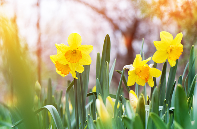 landscaping-unlimited-seasonal-planting Bright yellow daffodils blooming in early spring, representing seasonal flower planting services in Monroe, CT